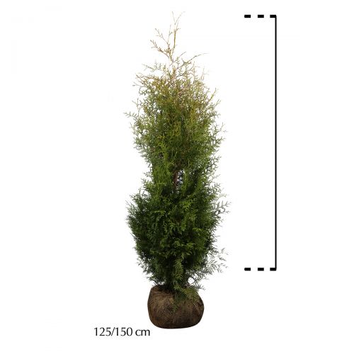 Westerse Levensboom 'Brabant' Kluit 125-150 cm Extra kwaliteit