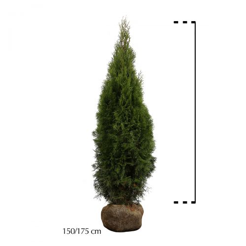 Westerse Levensboom 'Smaragd' Kluit 150-175 cm Extra kwaliteit