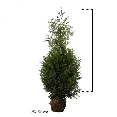 Reuzenlevensboom 'Martin'  Kluit 125-150 cm Extra kwaliteit