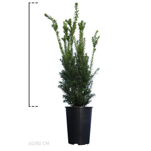 Taxus media 'Hillii'  Pot 60-80 cm