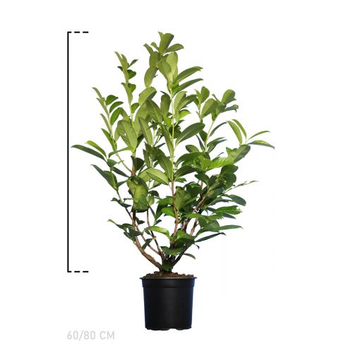 Laurier 'Rotundifolia'  Pot 60-80 cm