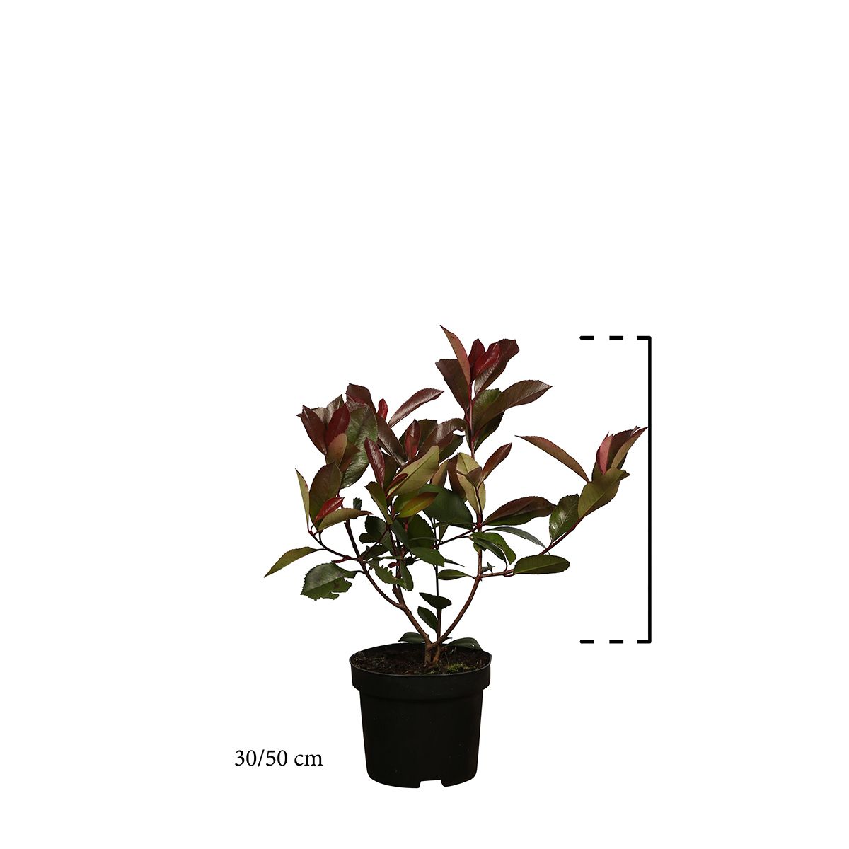 Glansmispel 'Red Robin' Pot 30-50 cm