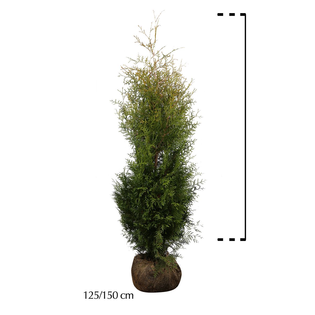 Westerse Levensboom 'Brabant' Kluit 125-150 cm Extra kwaliteit
