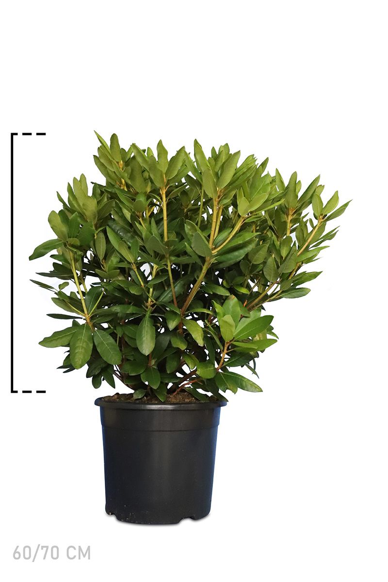 Rhododendron 'Roseum Elegans' Pot 60-70 cm Extra kwaliteit