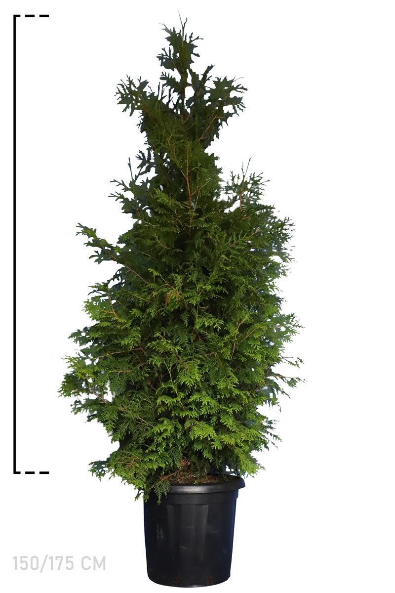 Westerse Levensboom 'Brabant' Pot 150-175 cm Extra kwaliteit